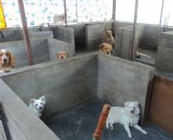 There are a number of boarding and residential schools in hyderabad where your child can stay and pursue his studies. Dog Boarding Pet Boarding Homestay For Your Dogs Cats At Ameerpet Big Bazzar Hyderabad Free Classified Ads
