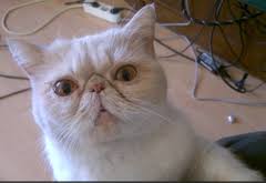 kedi ic dis parazit