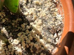 If you have this problem then you need to take immediate action. Mold Or Fungus On Zz Plant Soil