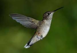 Berukuran dari kepala ke ekor 14 cm. Tahap Kitaran Hayat Hummingbird Dan Ciri Ciri Mereka Dengan Imej Biologi Thpanorama Buat Diri Anda Lebih Baik Hari Ini