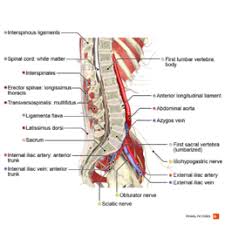 Lumbar Radiculopathy Physiopedia