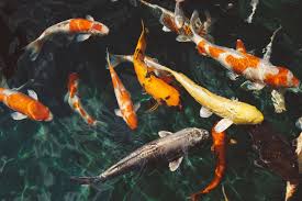Pemilihan letak kolam ikan anda sudah baik menurut fengshui kolam ikan. 3 Ikan Hias Pembawa Hoki Menurut Feng Shui Ada Arwana Dan Koi Portal Jember