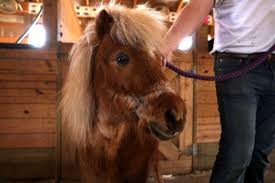 Emaciated horses seized from Hardy farm recovering