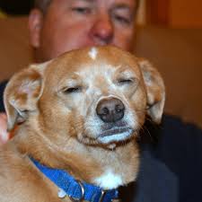 My blanket hog was not wanting to share. However, as soon as I did get a  hold of one he climbed right into his favorite spot, across my legs