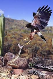 Hawk And Snake So Who Wins This Fight I D Put My Money On The Hawk If I Were A Betting Person Goruntuler Ile Yirtici Kuslar Hayvan Hayvanlar