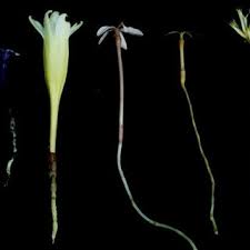 Image result for Exochaenium oliganthum