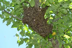 Wie man mit den surrenden besuchern umgeht beantworten wir ihnen in diesem kleinen artikel. Bienenschwarme