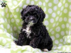 We offer delivery hand delivery service throughout the continental u.s. 46 Sophia Wants A Dog Ideas Puppies Dogs Poodle Mix