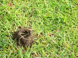 Maybe you would like to learn more about one of these? 13 Tips To Get Rid Of Ants In Lawn