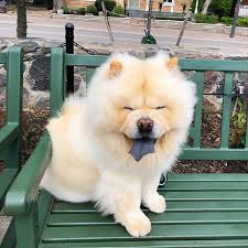 Let us see some more interesting facts and information about the weight of chow chow dogs. 14 Fluffy Pictures Of Chow Chows The Paws Chow Chow Cute Funny Dogs Fluffy Animals