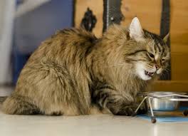 Can vary depending on the type of cancer but may include unexpected lumps or bumps, lesions, bleeding, unexplained weight loss, and lethargy. Mouth Cancer Melanocytic In Cats Petmd