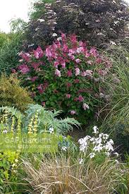 Image result for Syringa prestoniae