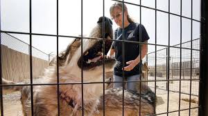 Maybe you would like to learn more about one of these? Farmington Thrift Store Supports Relocation Of Wolf Dog Rescue To Larger Parcel The Durango Herald