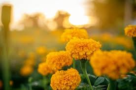 Flor De Cempasuchil Como Cultivarla En Casa Cocina Vital En 2020 Flor Cempasuchil Flores De Otono Plantas Con Flores
