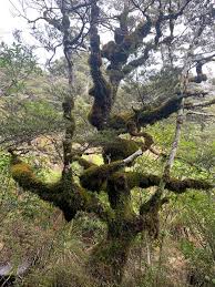 Image result for Newtonia buchananii