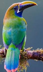Emerald Toucanet Beautiful Birds Animals Beautiful Pet Birds