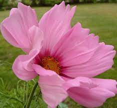 Cosmos Cosmos Flowers Flowers Nature Botanical Flowers