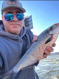 Identify monster gizzard shad at Guttenburg Iowa dam?