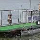 Dog Events Sunday