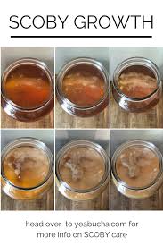 Scobys Are The 1 Thing We Get Asked About Where Do They Come From Is That Mold Spoiler Its Probab Kombucha Flavors Kombucha Recipe Kombucha Scoby Recipes