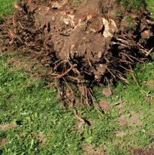 Expert tree trimming, tree pruning and storm preparation. Express Tree Service Llc Raleigh Nc 27610 Nc Us 27610 Houzz