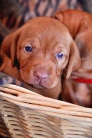 Find hungarian vizsla dogs and puppies for sale in the uk near me. Eylar Vizslas Dedicated To Breeding Exceptional Vizslas