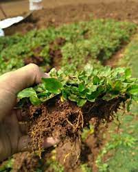 Pemesanan dan info lebih lanjut, silahkan menghubungi; Jual Rumput Gajah Mini Perkebunan Di Carousell