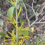 Image result for Plicosepalus sagittifolius