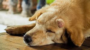 Pets may exhibit signs of lethargy, little or no appetite, vomiting, and muscle twitching. Cancer In Pets The Warning Signs Southcare Animal Medical Center