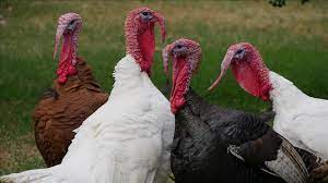 Türkiye cumhuriyeti ˈtyɾcije dʒumˈhuːɾijeti (listen)), is a transcontinental country straddling southeastern europe and. Thanksgiving Turkey Bird With Confused Origin