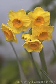 Narcissus Tazetta Subsp Aureus A Subspecies Of The Bunch Flowered Narcissus Or Polyanthus Narcissus In Which The Perianth Beautiful Flowers Narcissus Flowers