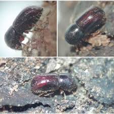 Image result for Cyphostemma omburense