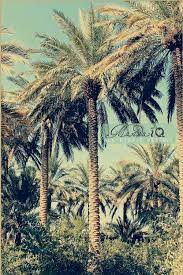 النخيل في العراق beautiful nature palm trees babylon