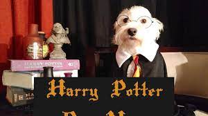 The Ultimate List Of Harry Potter Dog Names Pethelpful