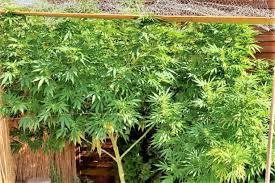 Sie muss 100 euro in raten an. Marihuana Im Garten Die Neue Sudtiroler Tageszeitung