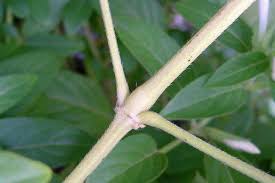 Image result for Barleria superata