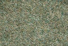 Will Frost Before Germinating Hurt Rye Grass Seed Best Grass Seed Growing Grass Moss Grass