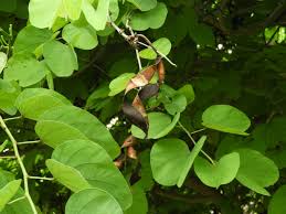 Image result for Bauhinia variegata