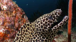 Moray Eel Muraenidae Underwater Asia