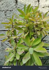 Image result for Euphorbia grantii