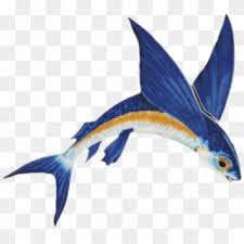 fish png transparent for free download pngfind fish png transparent for free download