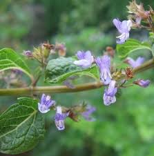 Image result for Isodon ramosissimus