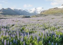 Iceland Nootka Lupine Flower Field Lupine Flowers Iceland Travel Flower Field