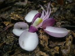 Image result for Daniellia alsteeniana