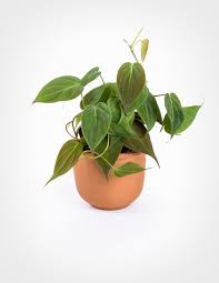 Philodendron Micans Plants Air Cleaning Plants Philodendron Plants