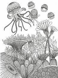 Black And White Sea Anemone 