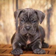 These cane corso puppies located in ohio come from different cities, including, akron. 5 Things To Know About Cane Corso Puppies Greenfield Puppies