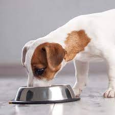 10 Best Vegetarian Dog Foods March 2021 Reviews Top Picks Doggie Designer