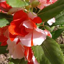 Image result for Impatiens wallerana