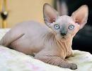 Sphynx / Hairless Cat Cat Breed Profile | Petfinder